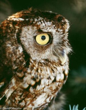 W154 SCREECH OWL Rocky Mountain Raptor Program, Fort Collins, CO