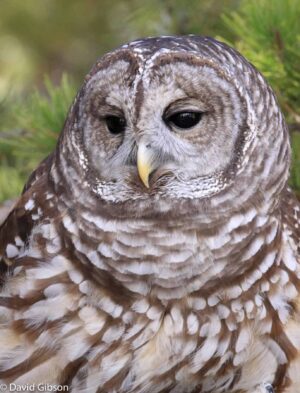 W155 BARRED OWL HawkQuest, Parker, CO