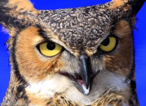 W156 GREAT HORNED OWL Rocky Mountain Raptor Program, Fort Collins, CO