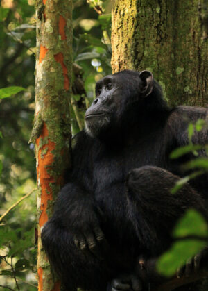 W001 CHIMPANZEE Kibale National Park, Uganda CHIMPANZEE Kibale National Park, Uganda