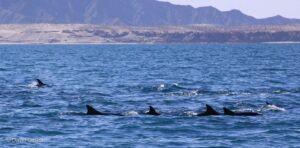 W111 DOLPHINS San Felipe, Mexico