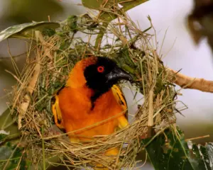 W148 BLACK-HEADED WEAVER Ngamba Island, Uganda