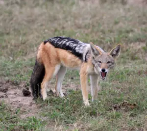 W193 BLACK-BACKED JACKAL Sabi Sand Game Reserve, South Africa W193 BLACK-BACKED JACKAL Sabi Sand Game Reserve, South Africa