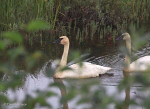 W158 TRUMPETER SWANS Cordova, AK W158 TRUMPETER SWANS Cordova, AK