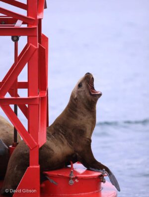 W160 STELLER SEA LION Prince William Sound, AK W160 STELLER SEA LION Prince William Sound, AK