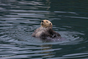 W159 SEA OTTER Cordova, AK SEA OTTER Cordova, AK