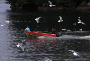 W163 SEAGULLS Cordova, AK SEAGULLS Cordova, AK